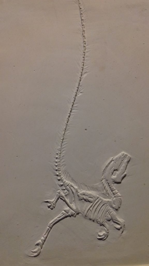 Palaeontology: Sinosaurusopteryx Prima